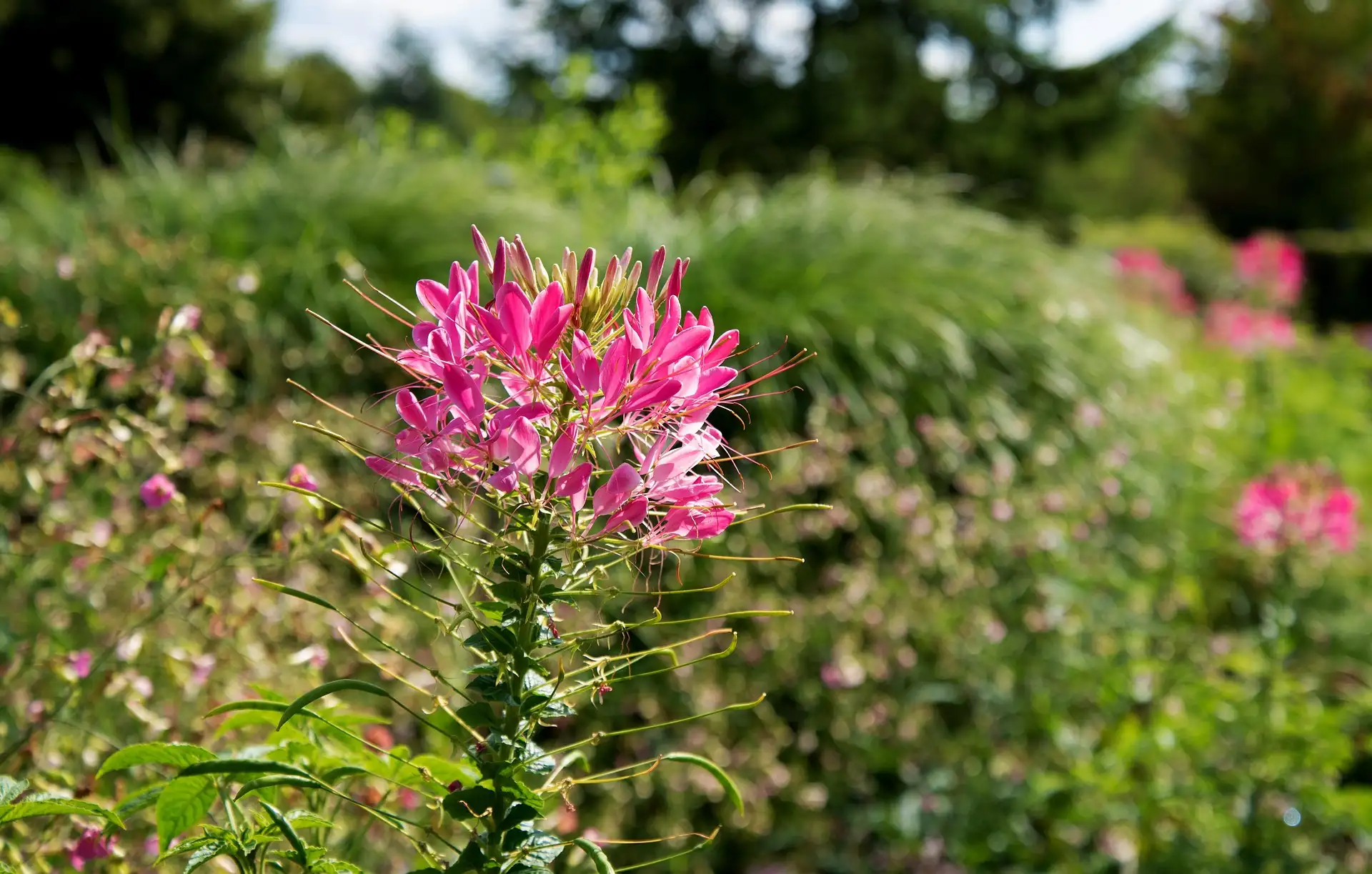 Cleome Spider Flower